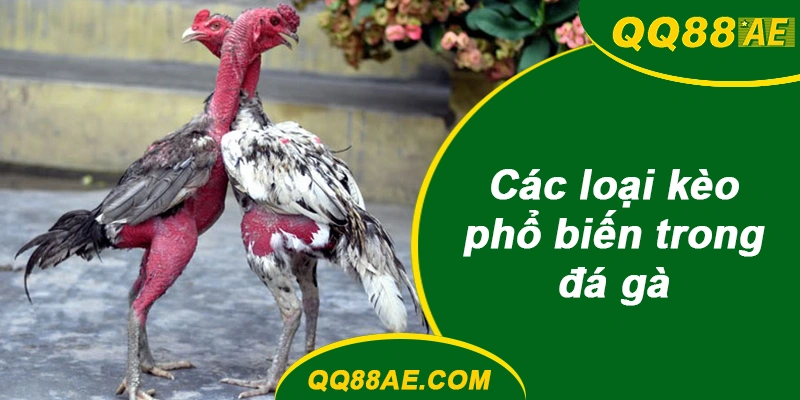 Các loại kèo phổ biến trong đá gà